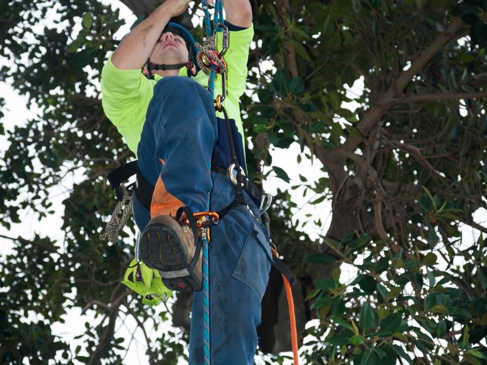 Qualified arborist working in a mature tree during a risk assessment in County Durham