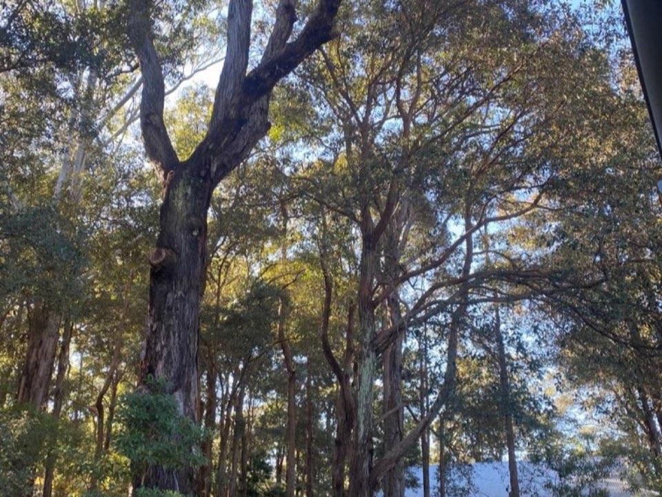 Mature trees in a County Durham parkland setting due for routine re-inspection